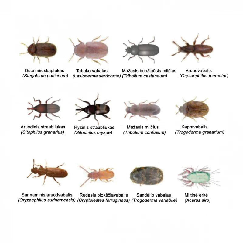 Xlure MST rinkinys - profesionalus sprendimas maistinių kandžių stebėjimui ir kontrolei