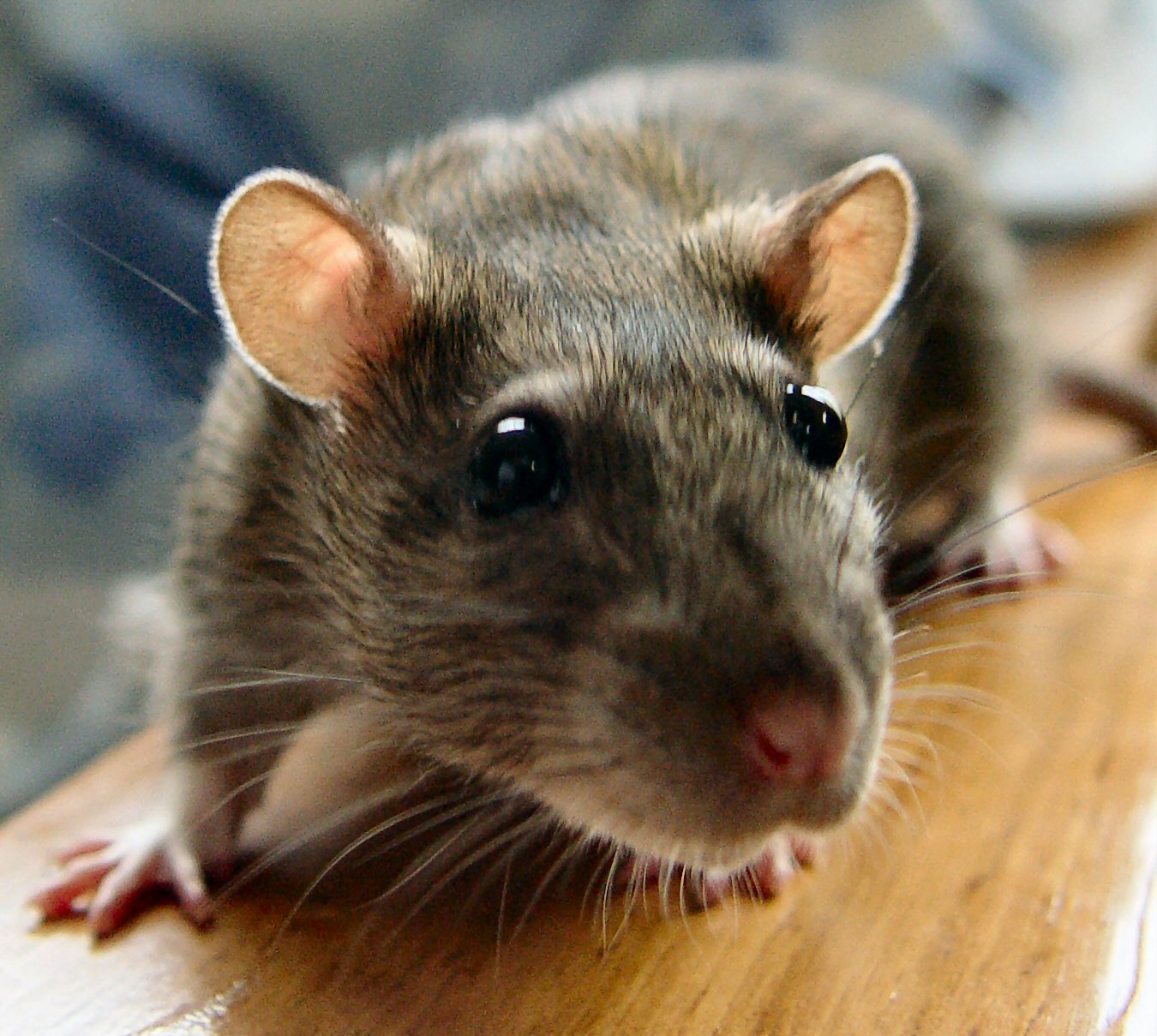 Naikinimo ir atbaidymo priemonės prieš peles ir žiurkes