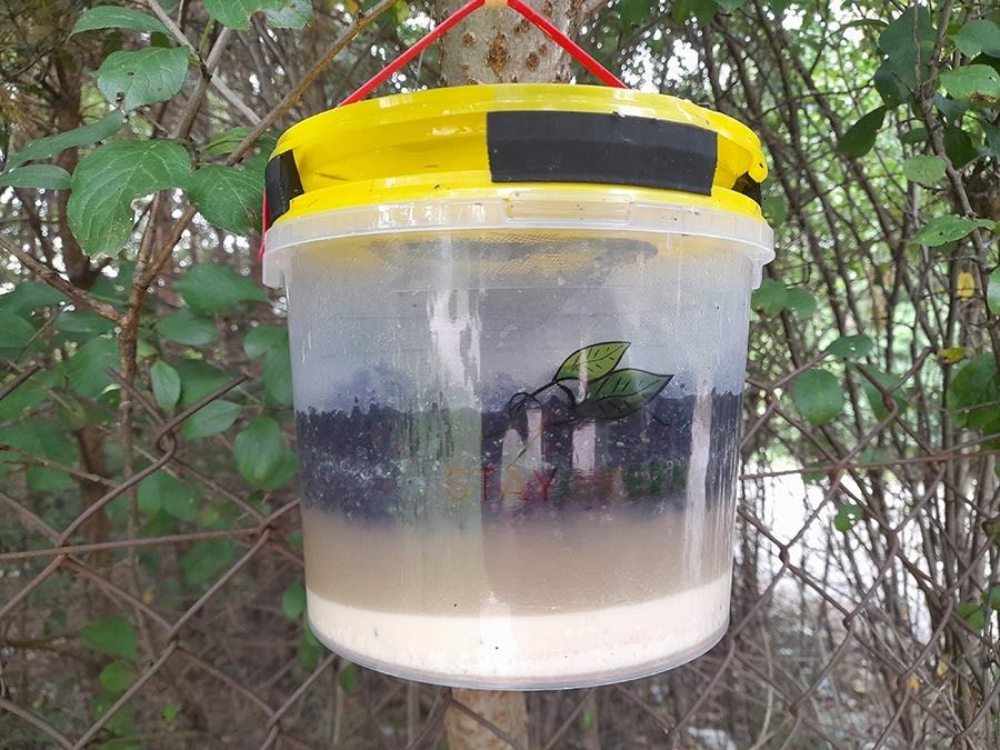 Skraidančių Vabzdžių Gaudyklė „Stay Green Fly Trap“ (Daugkartinė, natūralus jaukas)