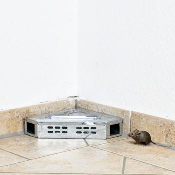 Kampinis pelių gaudytuvas S20, 16 vnt.