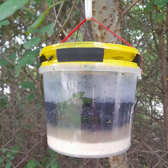 Skraidančių Vabzdžių Gaudyklė „Stay Green Fly Trap“ (Daugkartinė, natūralus jaukas)