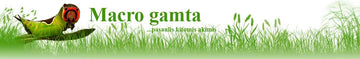 Macrogamta