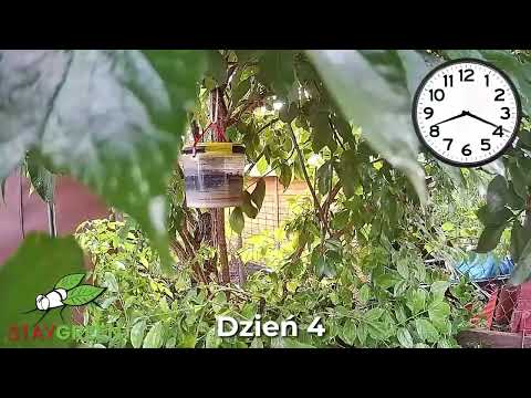 Skraidančių Vabzdžių Gaudyklė „Stay Green Fly Trap“ (Daugkartinė, natūralus jaukas)